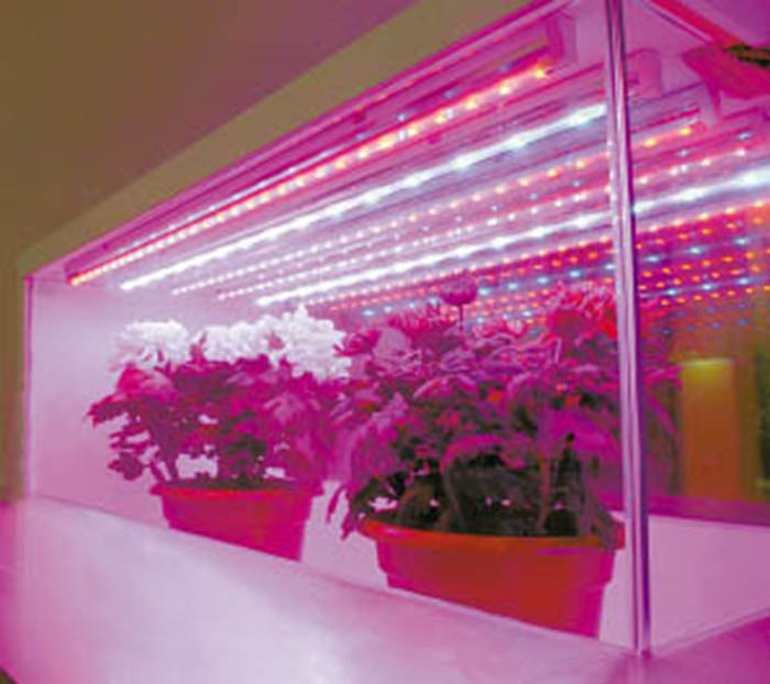 (1m red + 1m blue) smd 5050 led grow light strip 28.8w/lot 220v provide sun for seedlings fowers, vegetables in grow tent
