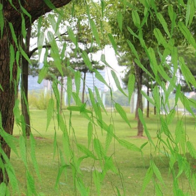 green artificial wicker sallow, garden decoration